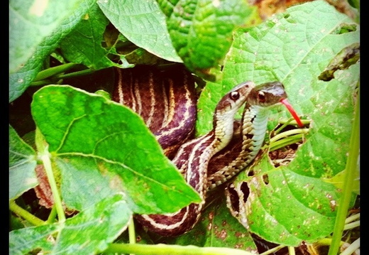 Garden Snakes